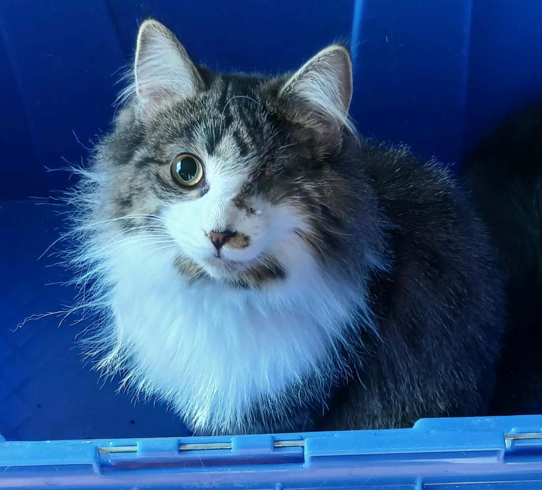 Enlarge Felicia, a ADOPTABLE Tabby in Hamilton, ON image 5/5