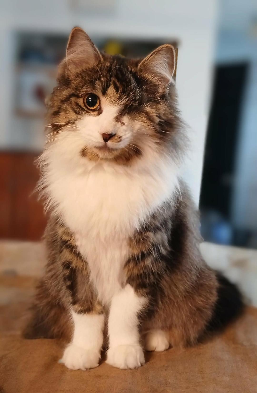 Enlarge Felicia, a ADOPTABLE Tabby in Hamilton, ON image 4/5