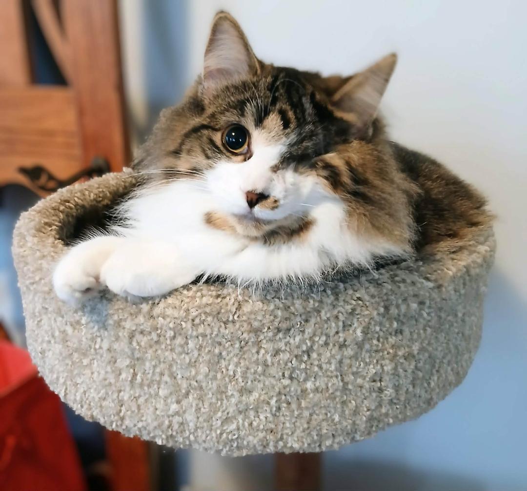 Enlarge Felicia, a ADOPTABLE Tabby in Hamilton, ON image 2/5