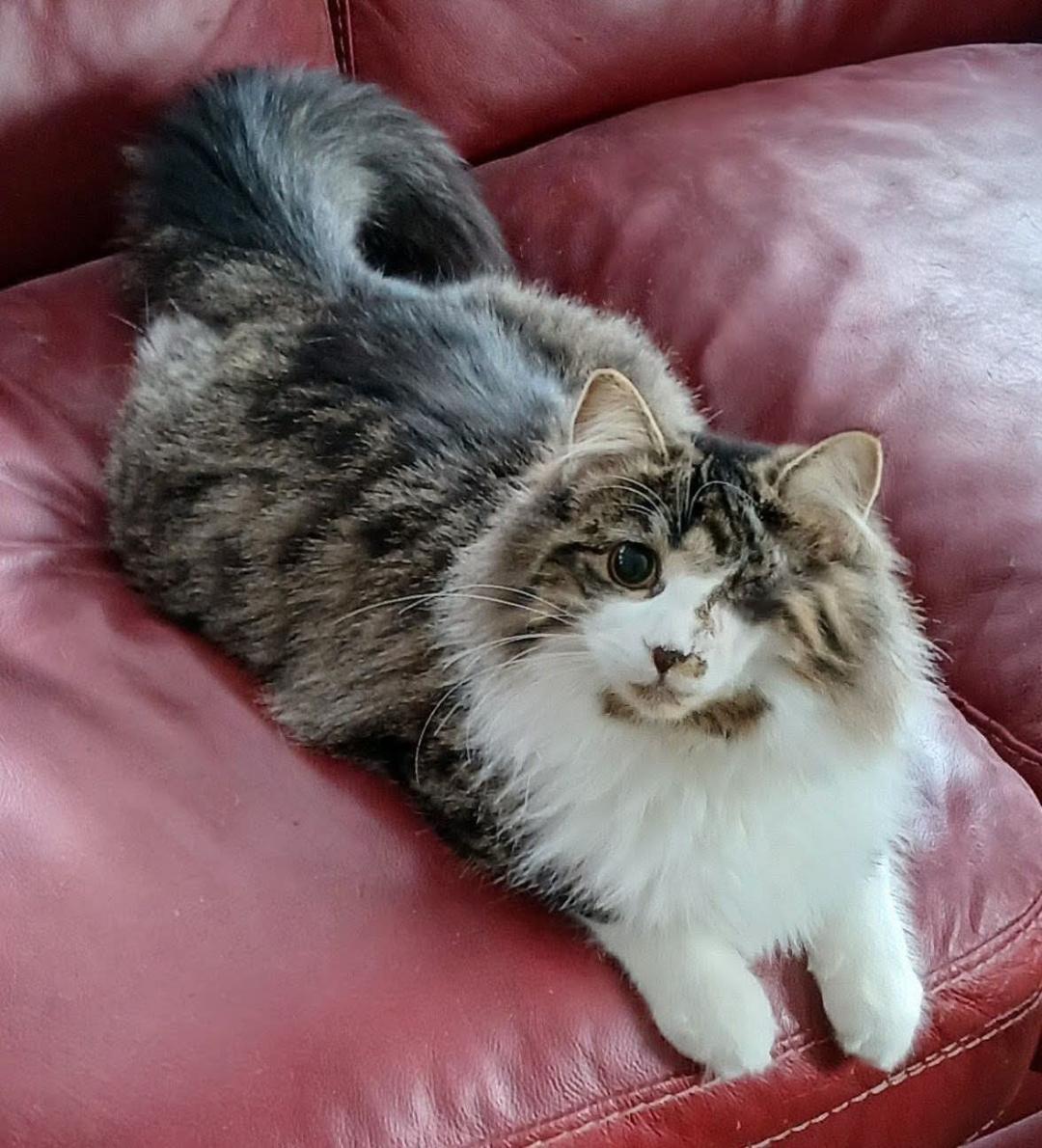 Enlarge Felicia, a ADOPTABLE Tabby in Hamilton, ON image 1/5