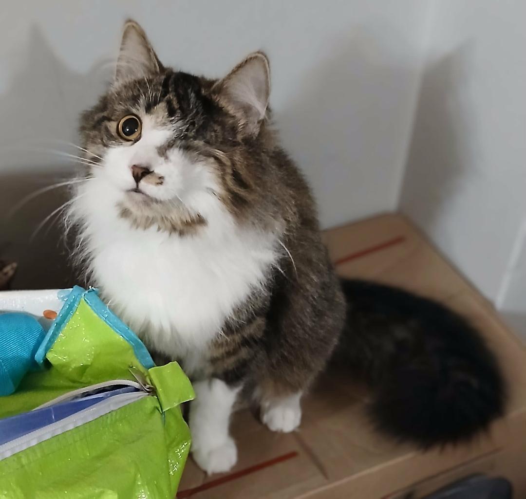 Enlarge Felicia, a ADOPTABLE Tabby in Hamilton, ON image 3/5