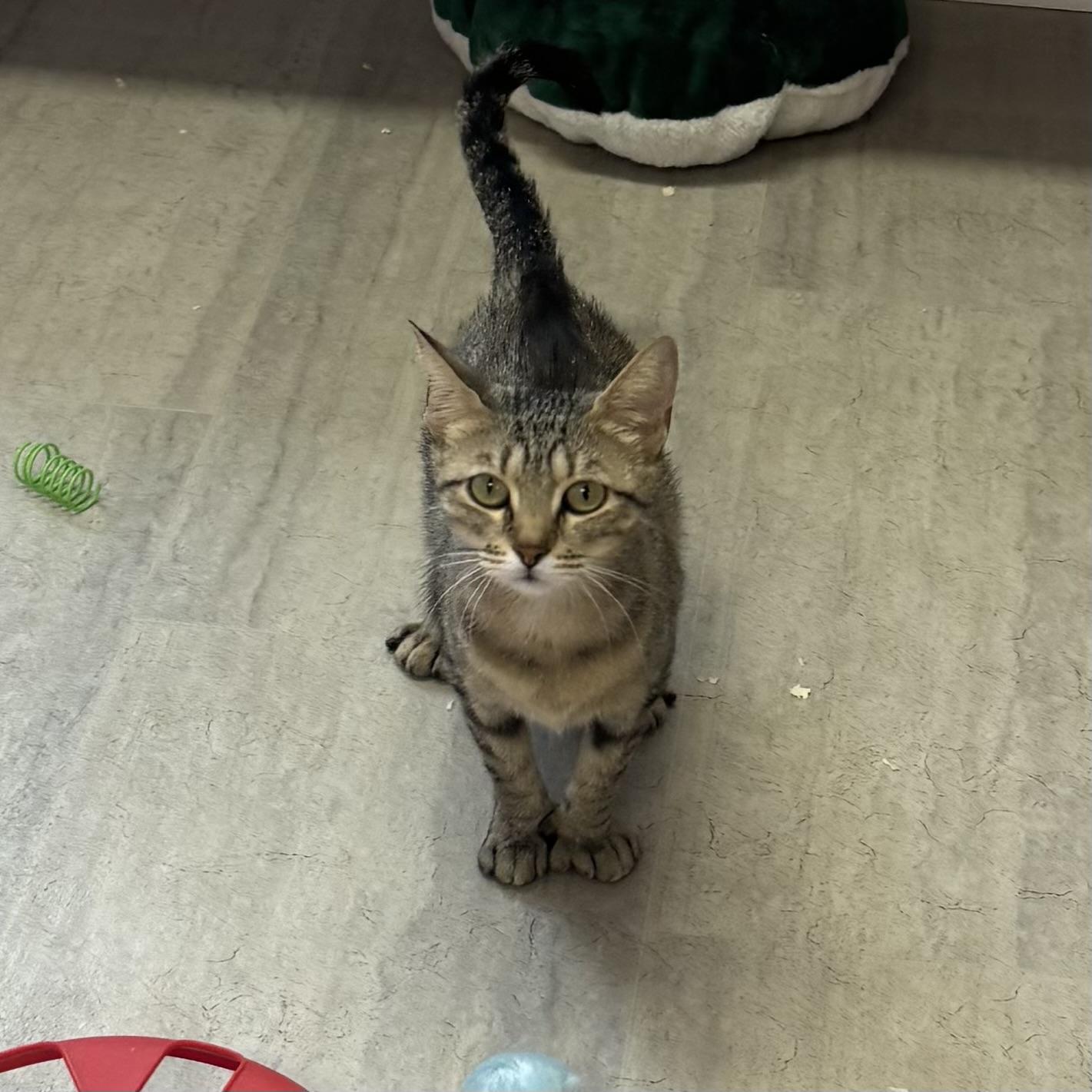 Enlarge Miel, a ADOPTABLE Extra-Toes Cat / Hemingway Polydactyl in East Northport, NY image 5/6