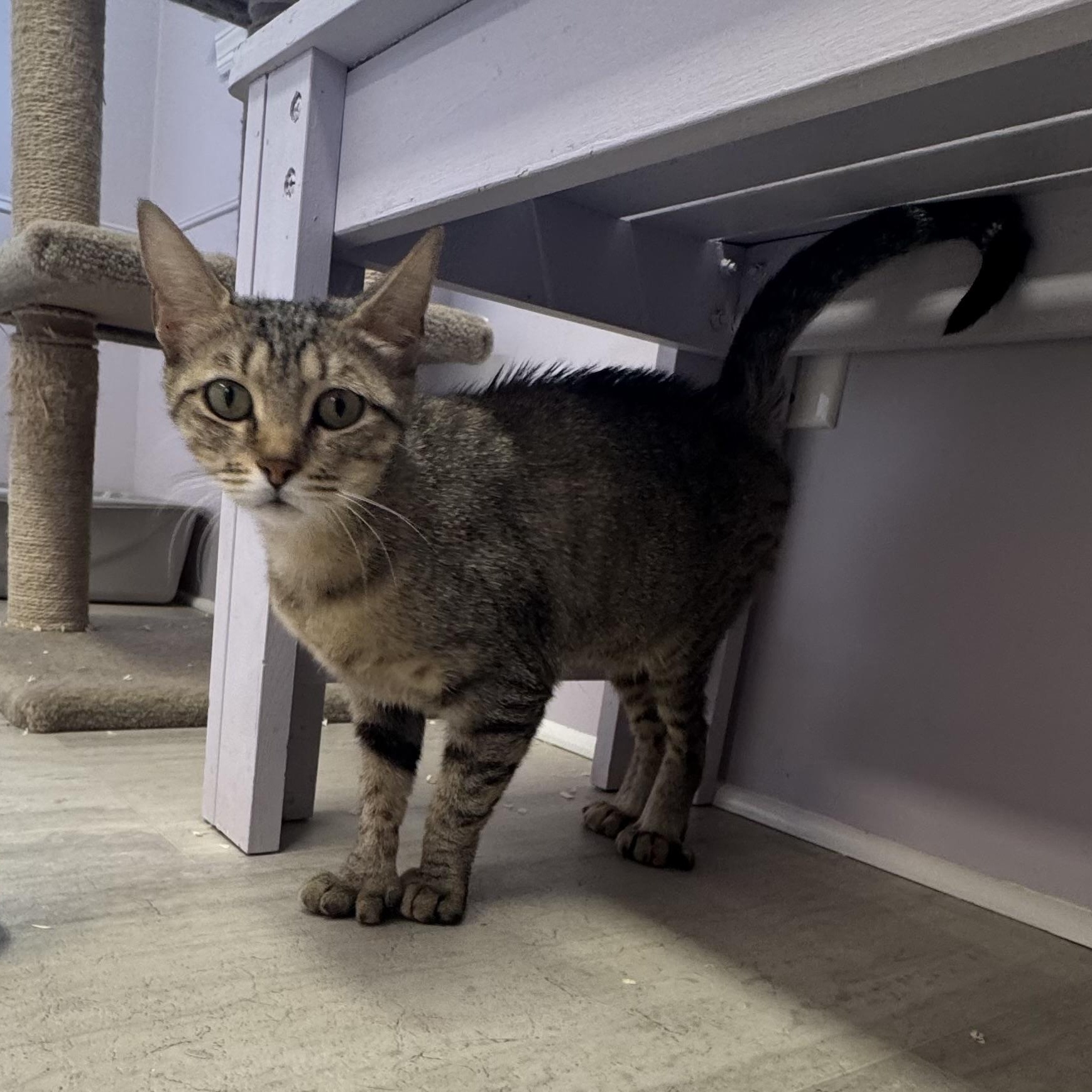 Enlarge Miel, a ADOPTABLE Extra-Toes Cat / Hemingway Polydactyl in East Northport, NY image 3/6