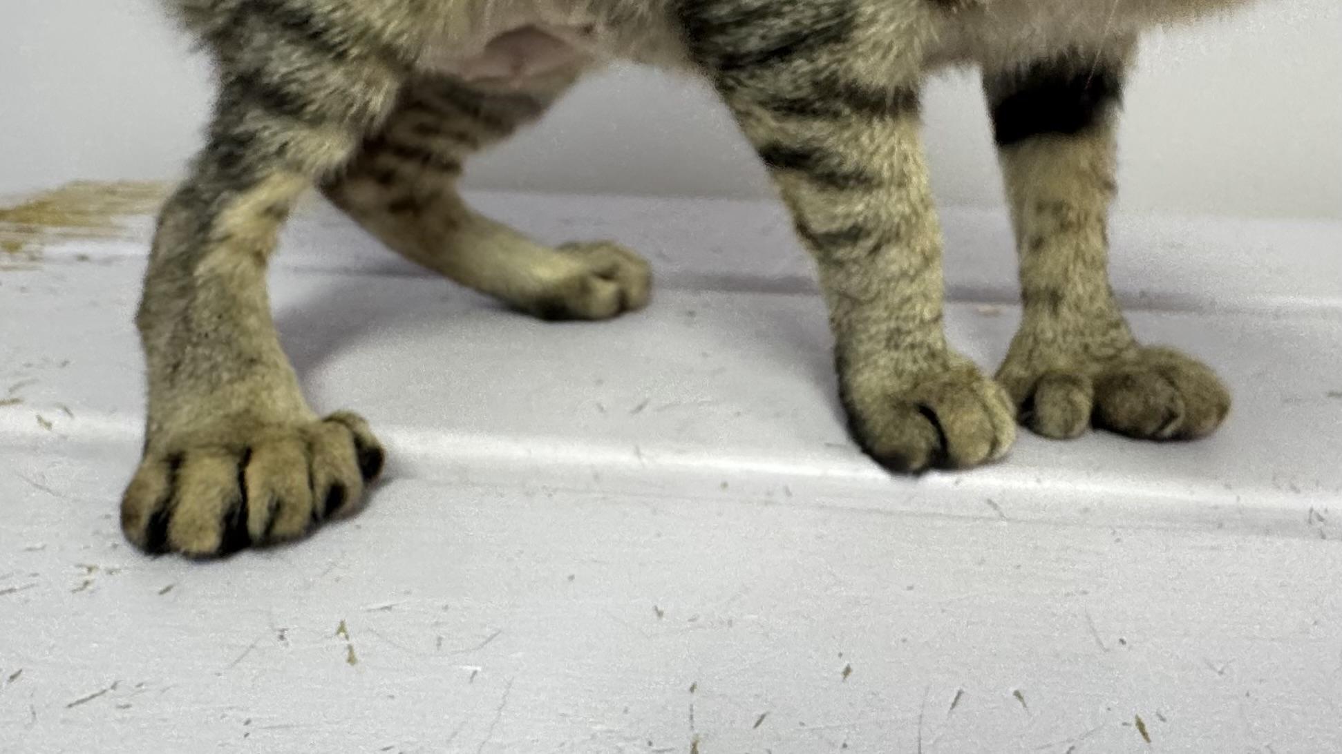 Enlarge Miel, a ADOPTABLE Extra-Toes Cat / Hemingway Polydactyl in East Northport, NY image 4/6