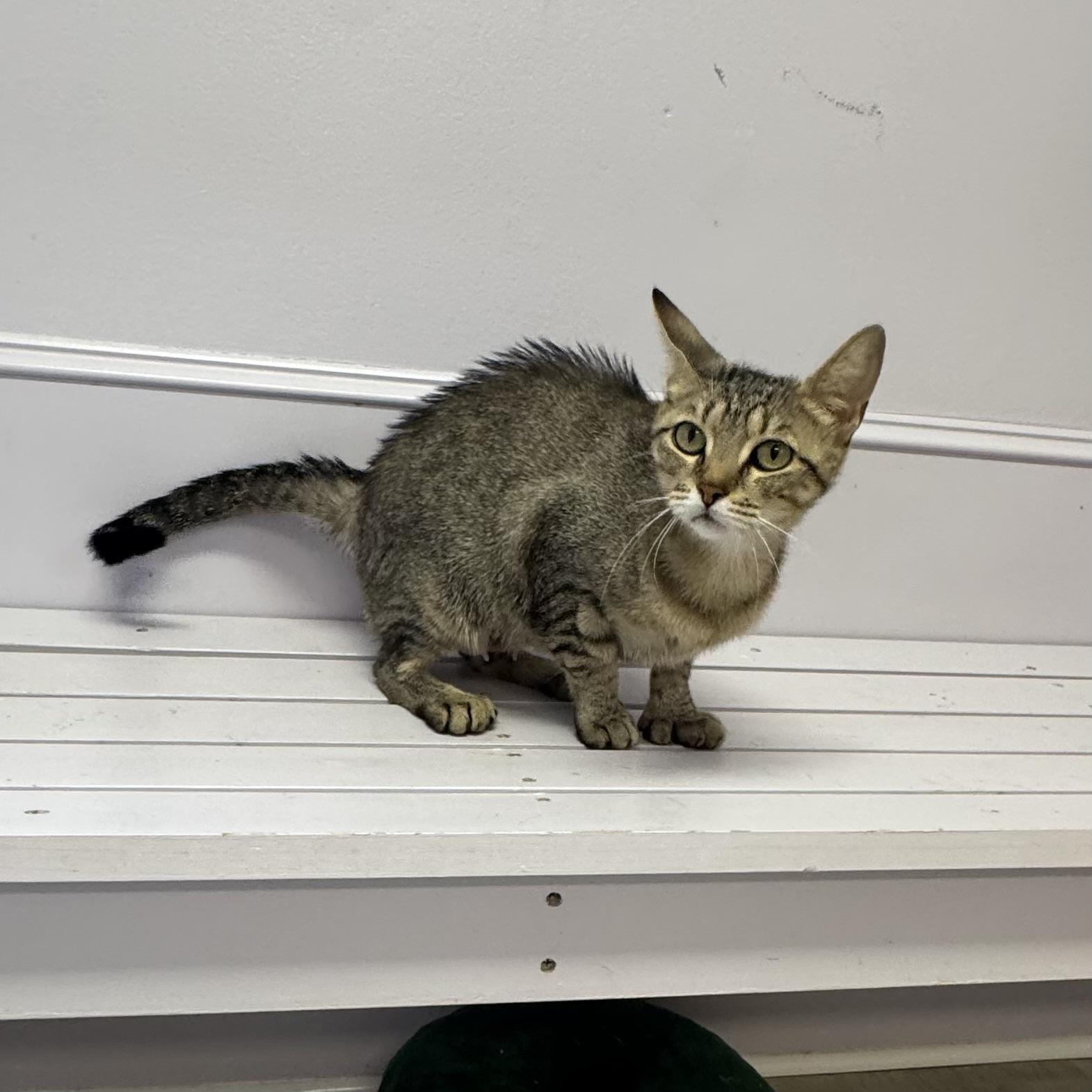 Enlarge Miel, a ADOPTABLE Extra-Toes Cat / Hemingway Polydactyl in East Northport, NY image 2/6