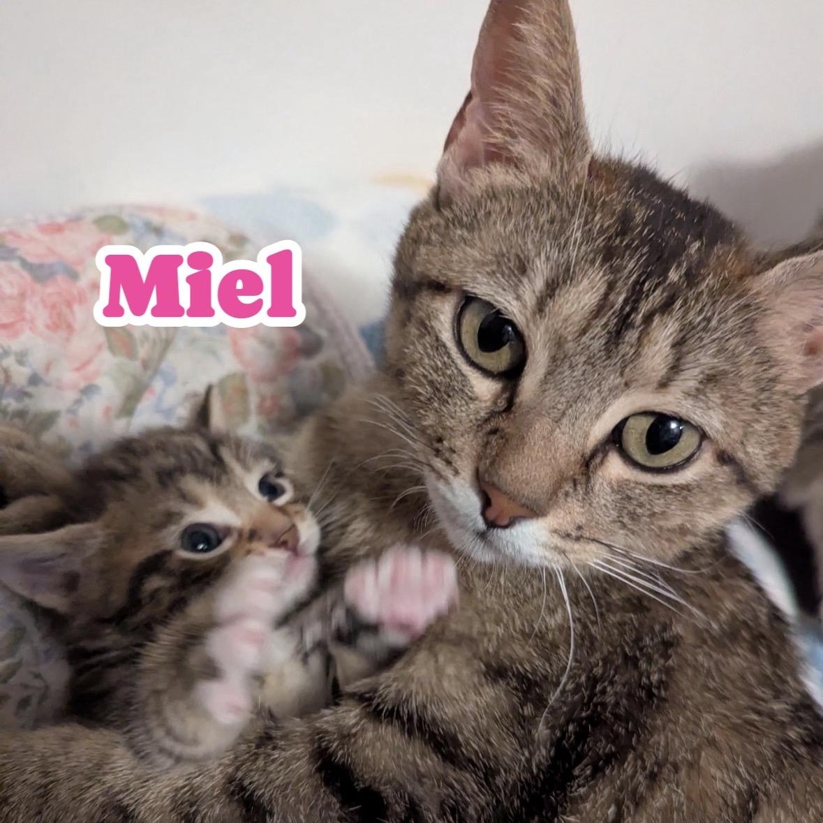 Enlarge Miel, a ADOPTABLE Extra-Toes Cat / Hemingway Polydactyl in East Northport, NY image 6/6