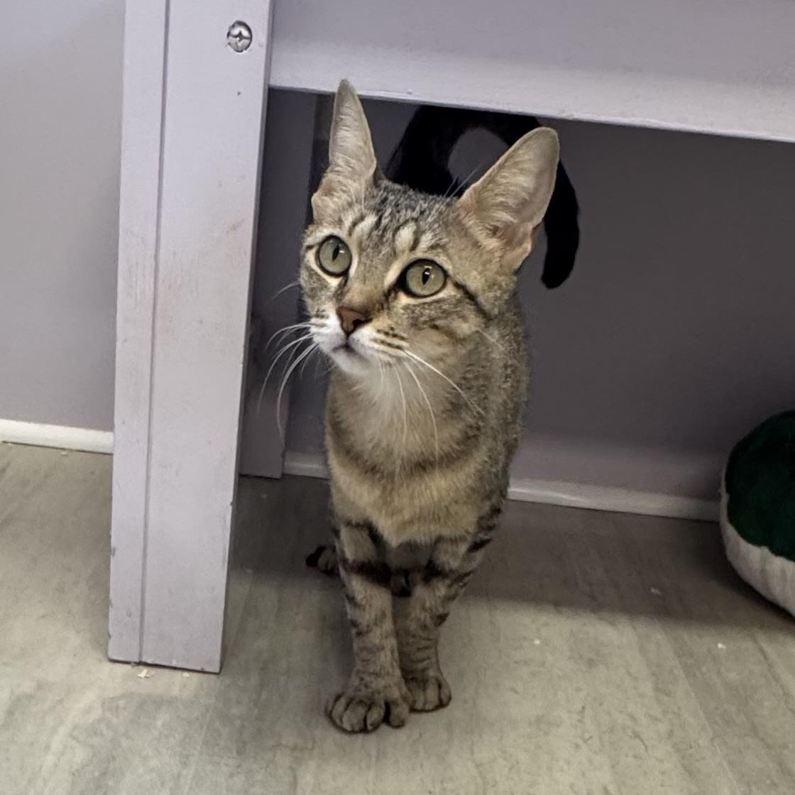 Miel, ADOPTABLE, Young Female Extra-Toes Cat / Hemingway Polydactyl.