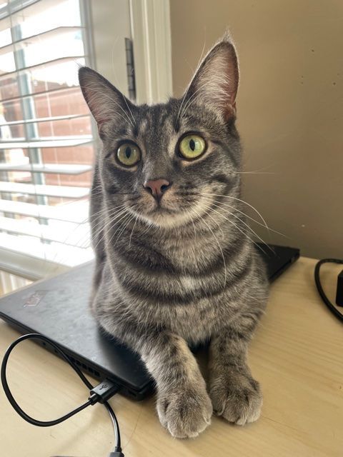 Bambina, Adoptable, Young Female American Shorthair.