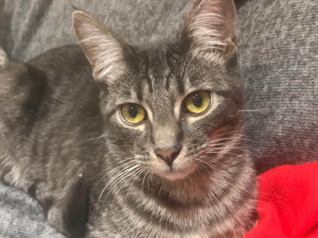 Bambina, a Adoptable American Shorthair in North Hollywood, CA image 2/11