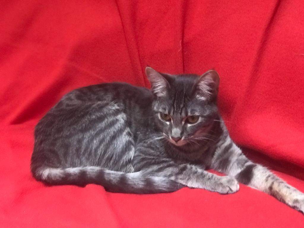 Bambina, a Adoptable American Shorthair in North Hollywood, CA image 3/11