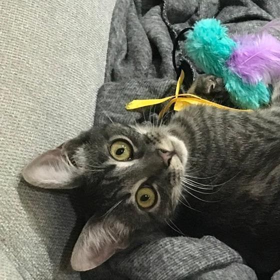 Bambina, a Adoptable American Shorthair in North Hollywood, CA image 4/11