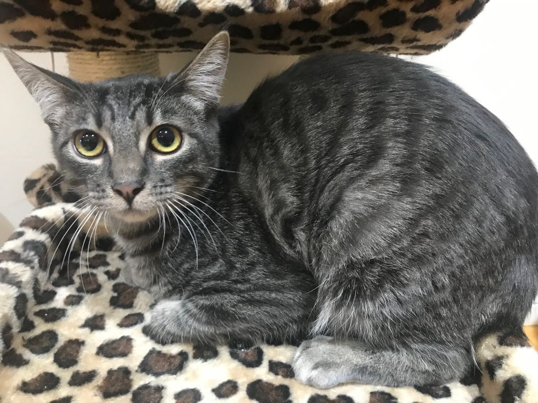 Bambina, a Adoptable American Shorthair in North Hollywood, CA image 5/11