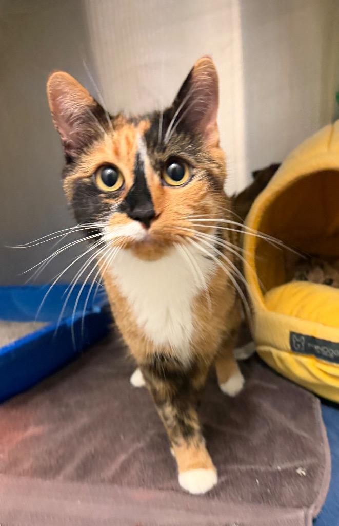 Autumn, a Adoptable mixed breed in Yellowknife, NT image 1/2