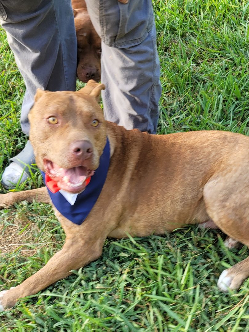 Enlarge Chance, a Adoptable mixed breed in East Hartford, CT image 1/8
