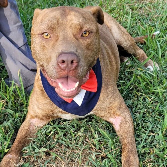 Enlarge Chance, a Adoptable mixed breed in East Hartford, CT image 4/8