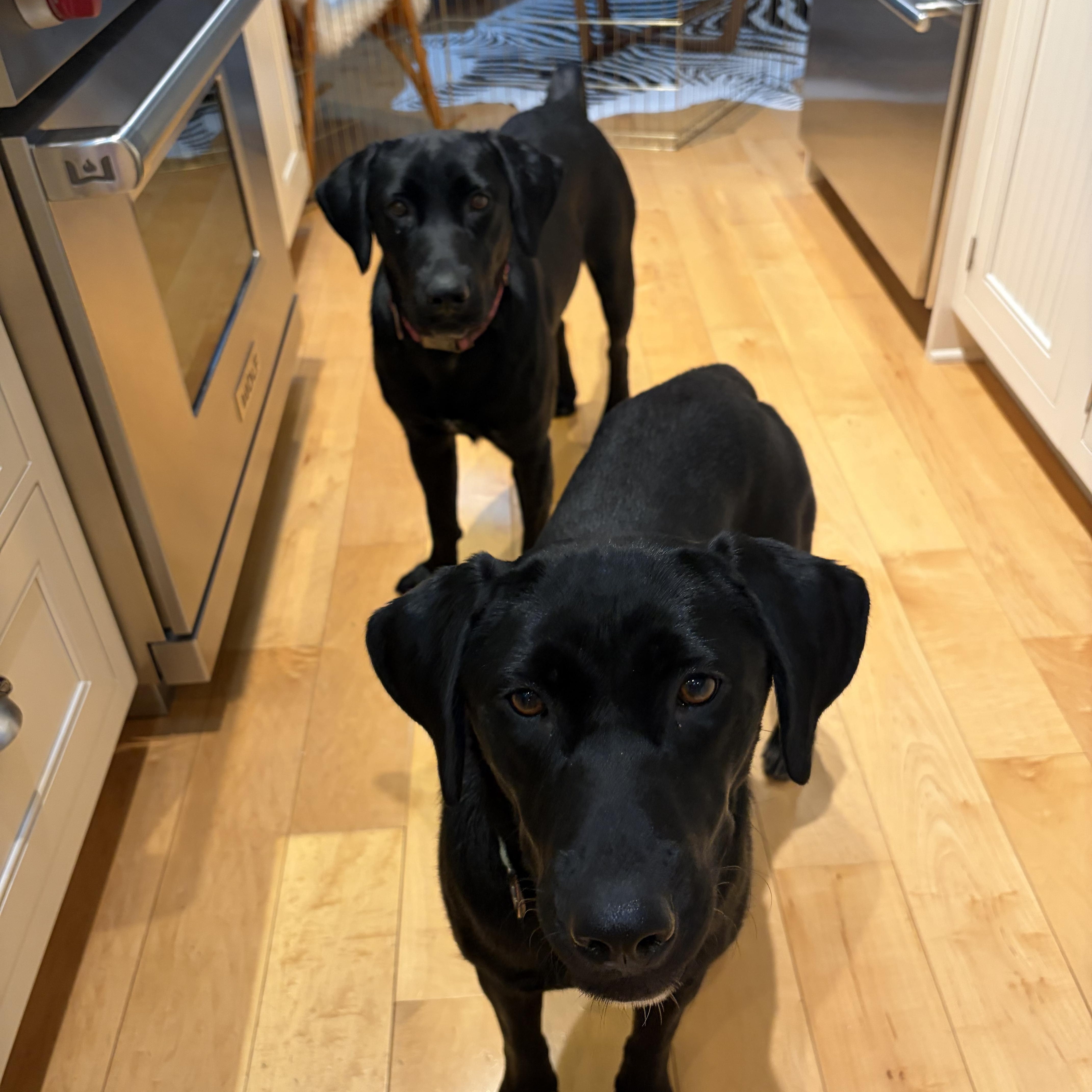 Enlarge Fern and Goldie, a ADOPTABLE Labrador Retriever in Easton , MD image 6/6