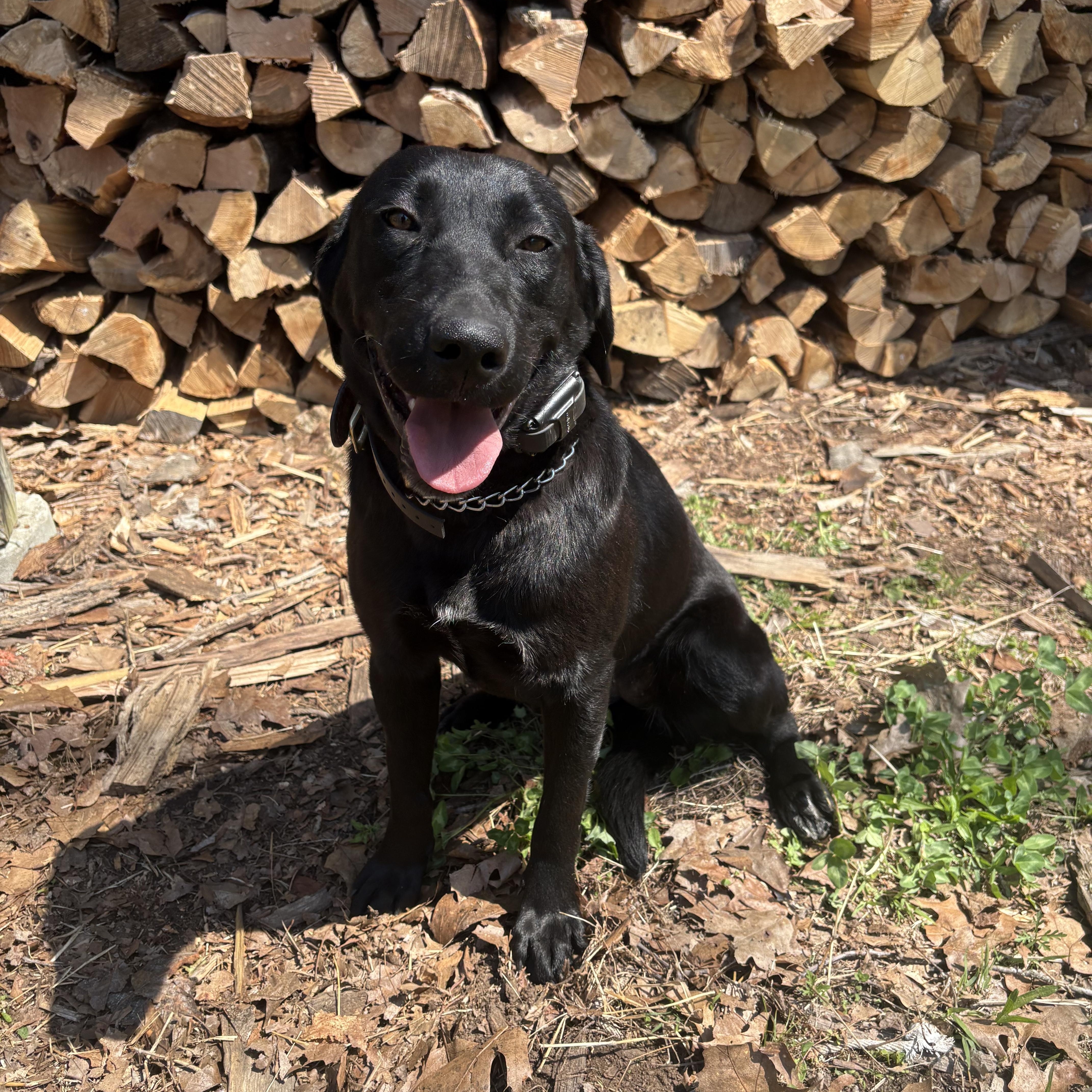 Enlarge Fern and Goldie - in Connecticut , a ADOPTABLE Labrador Retriever in Charlton, MA image 2/4