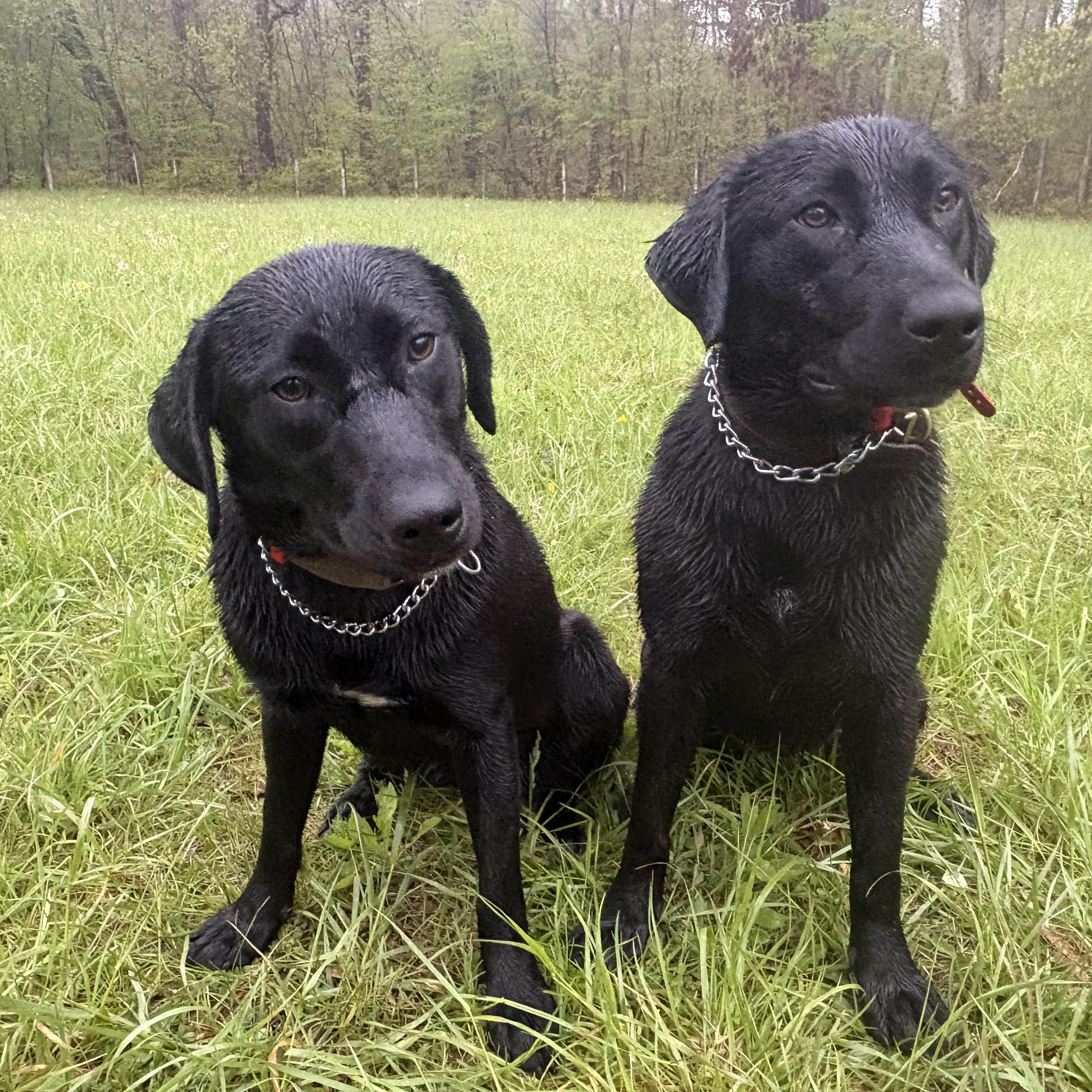 Enlarge Fern and Goldie - in Connecticut , a ADOPTABLE Labrador Retriever in Charlton, MA image 1/4