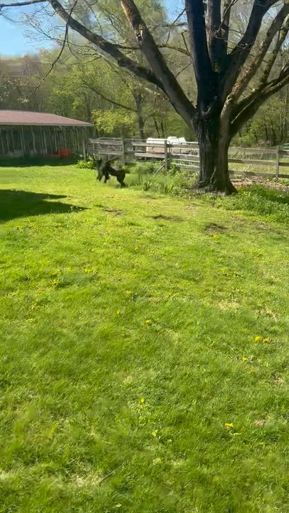 Enlarge Fern and Goldie - in Connecticut , a ADOPTABLE Labrador Retriever in Charlton, MA video 4/4
