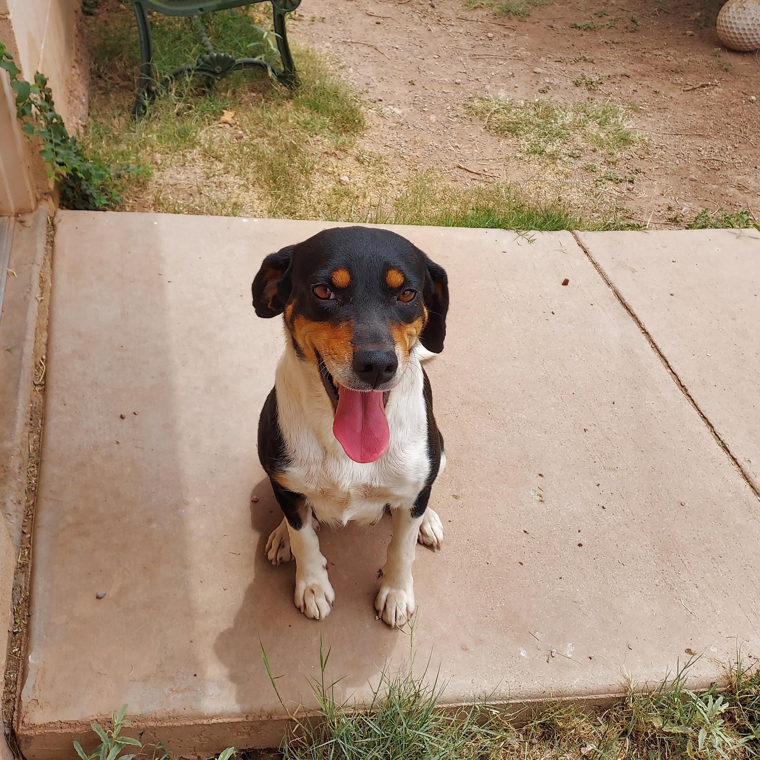 Olive, adopted, Adult Female Beagle & Rottweiler.