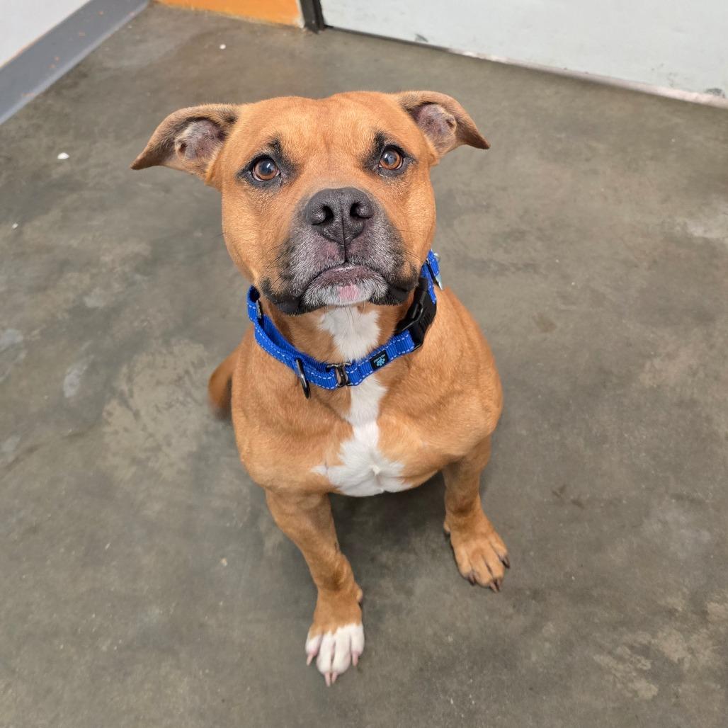 Pablo, a Adoptable Mixed Breed in Owosso, MI image 1/6