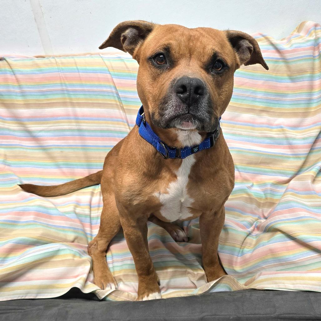 Pablo, a Adoptable Mixed Breed in Owosso, MI image 2/6