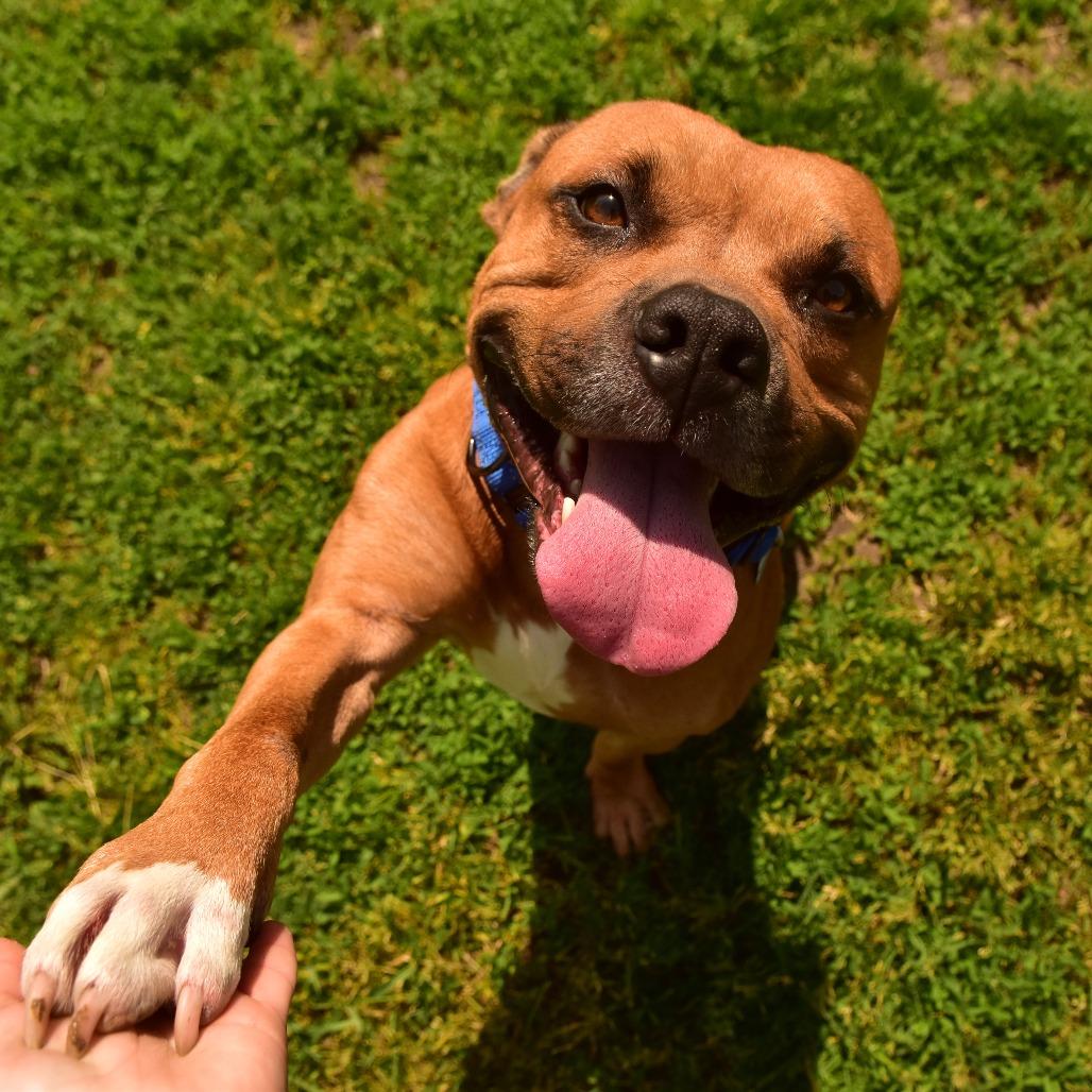 Pablo, a Adoptable Mixed Breed in Owosso, MI image 3/6