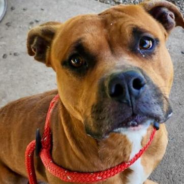 Pablo, a Adoptable Mixed Breed in Owosso, MI image 4/6
