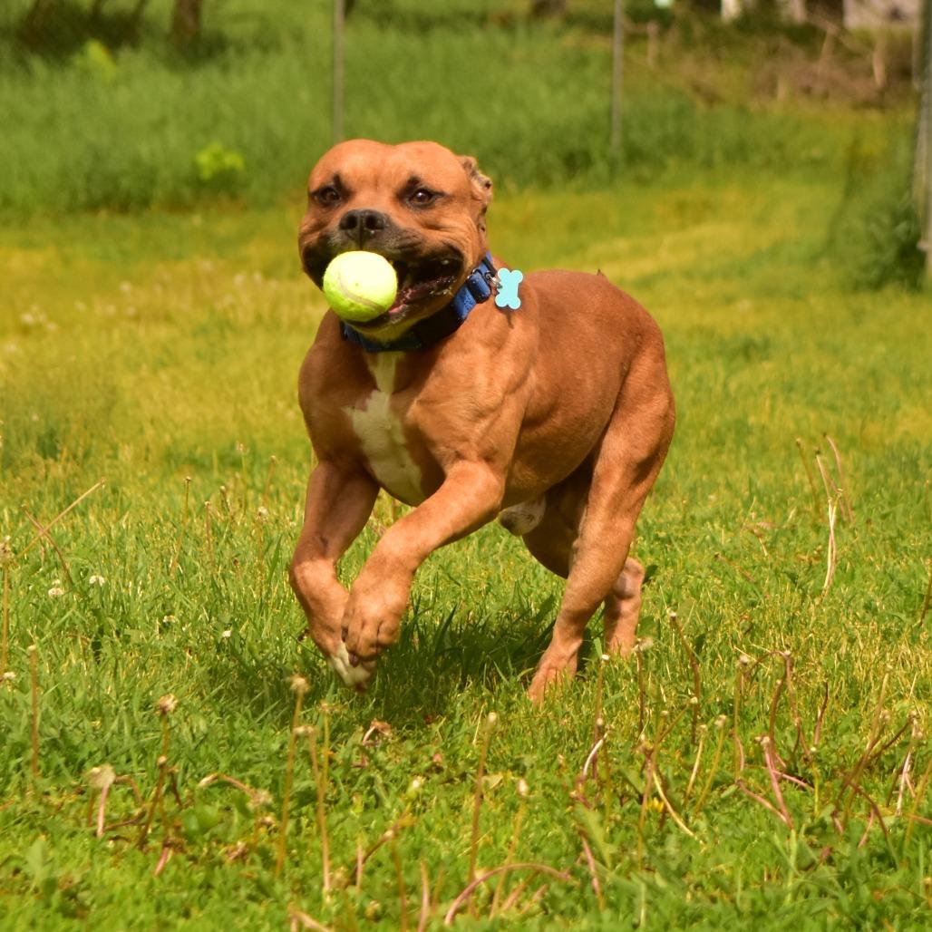 Pablo, a Adoptable Mixed Breed in Owosso, MI image 5/6