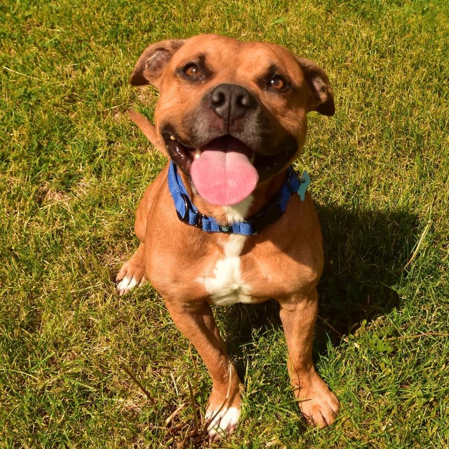 Pablo, a Adoptable Mixed Breed in Owosso, MI image 6/6