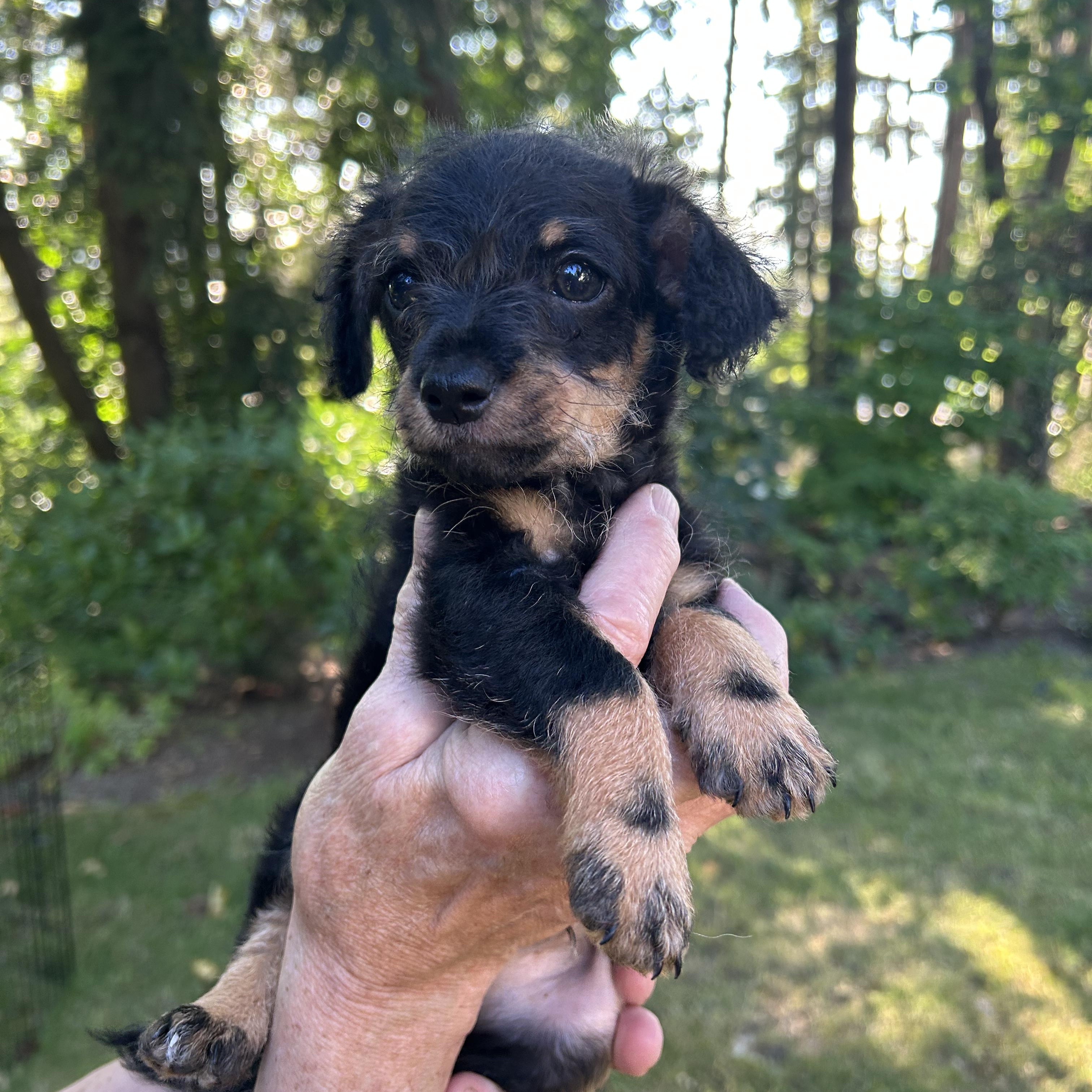 Charlie Chihuahua Dog
