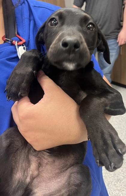 Enlarge Vader, an adopted mixed breed in Converse, TX image 1/1