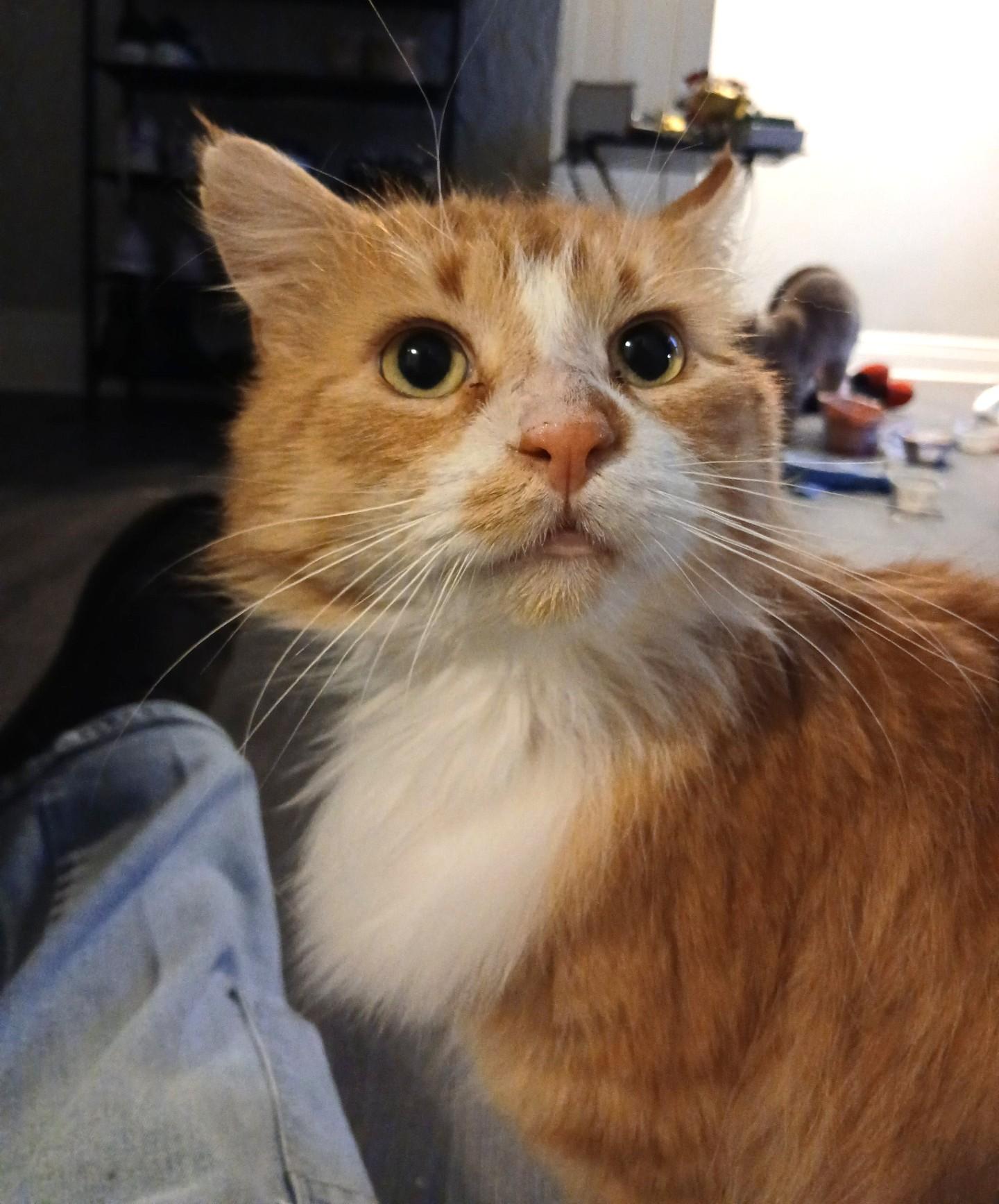 Enlarge Pasha, a ADOPTABLE Tabby in Stoney Creek, ON image 3/4