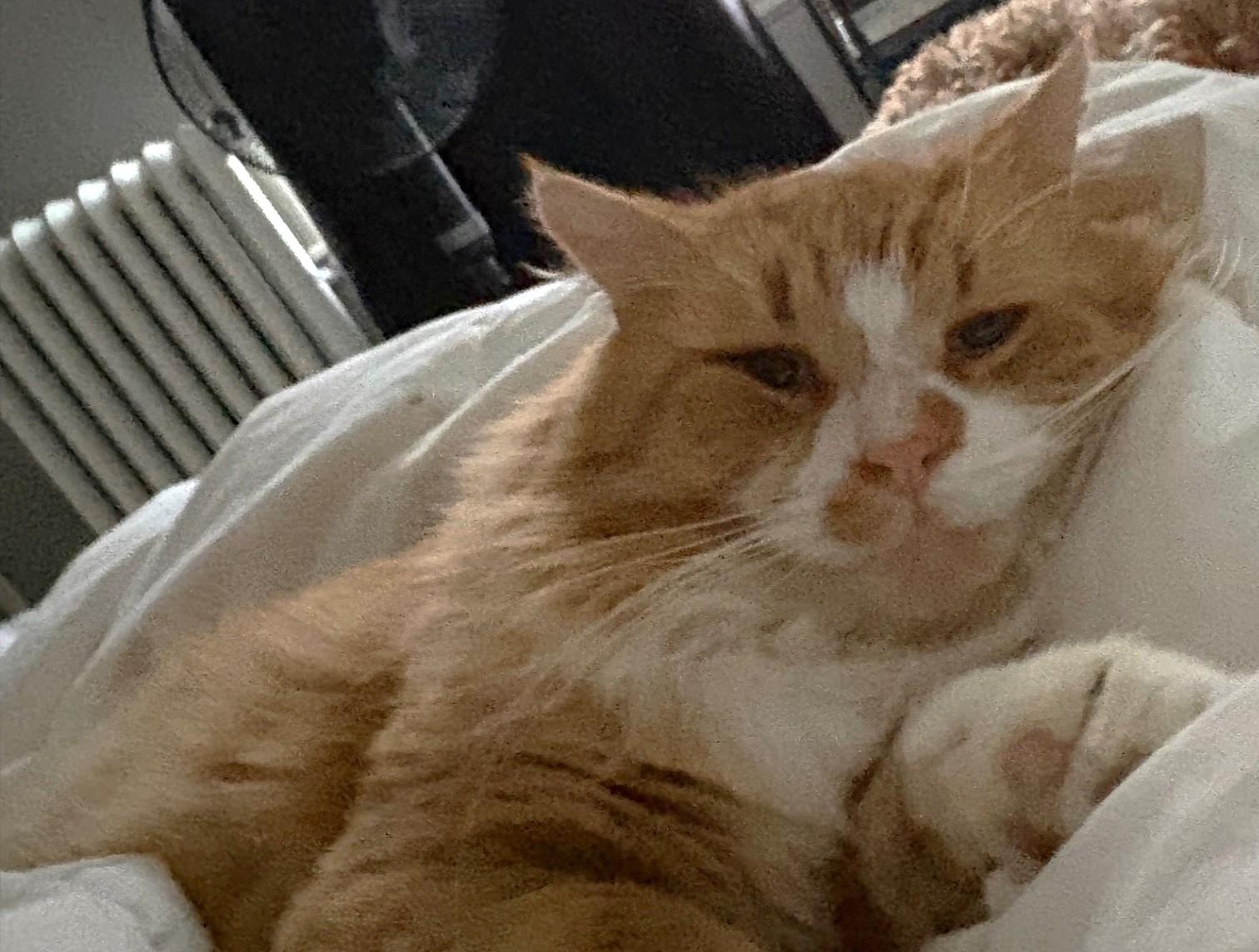 Enlarge Pasha, a ADOPTABLE Tabby in Stoney Creek, ON image 2/2