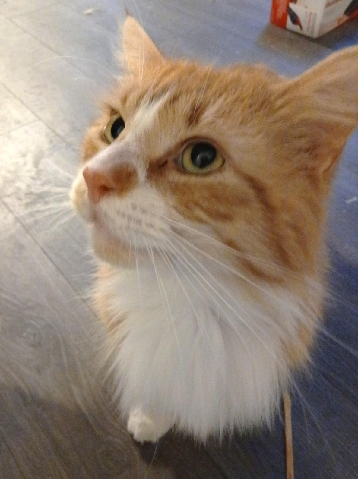 Enlarge Pasha, a ADOPTABLE Tabby in Stoney Creek, ON image 4/4