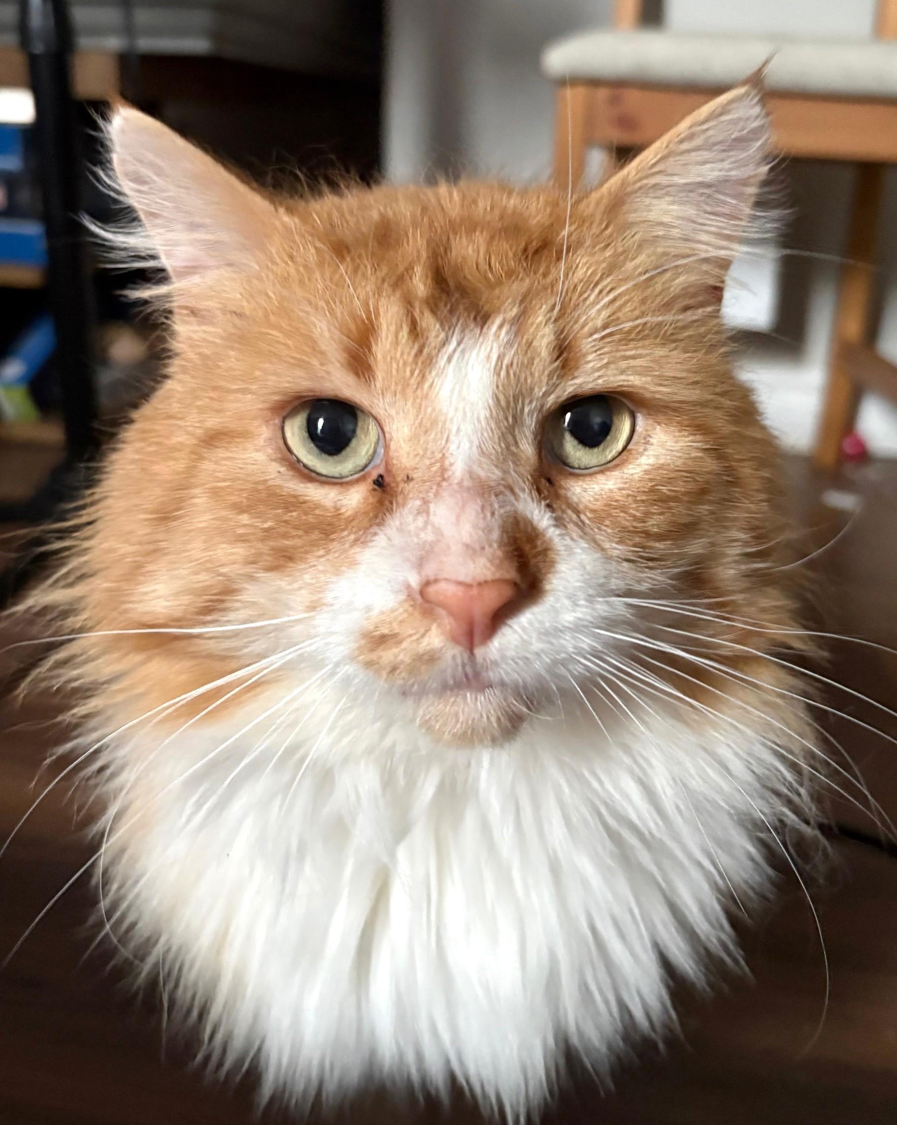 Pasha, ADOPTABLE, Adult Male Tabby.