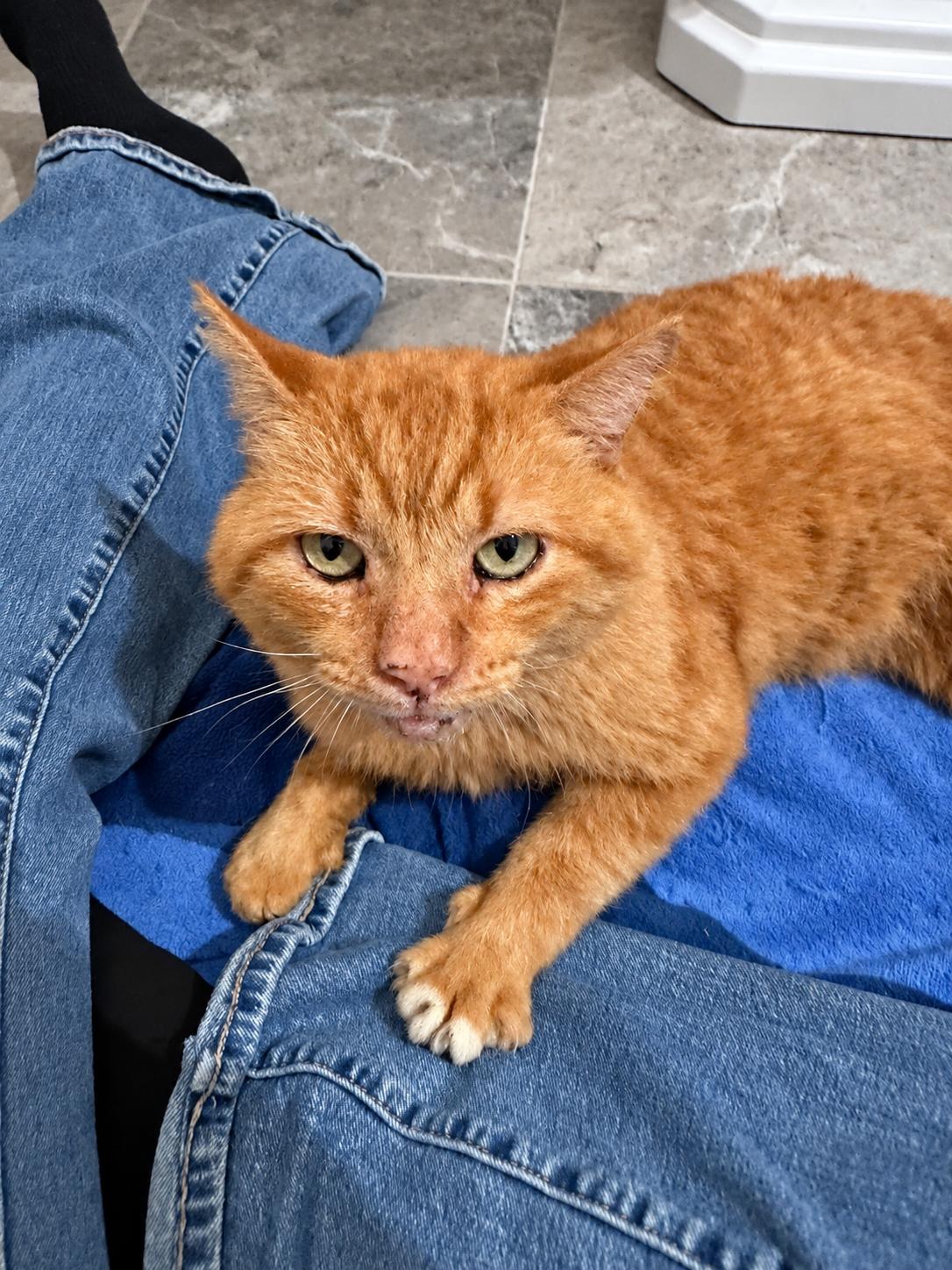 Enlarge Tyson, a Adoptable Domestic Short Hair in Charlotte, NC image 2/2