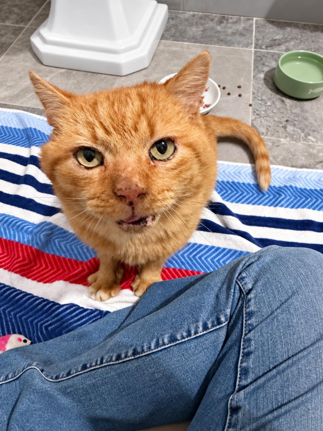Enlarge Tyson, a Adoptable Domestic Short Hair in Charlotte, NC image 1/2