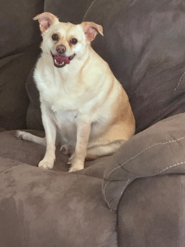 Enlarge Charlie, a ADOPTABLE mixed breed in Whitestown, IN image 1/1