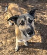 Trapper, ADOPTABLE, Adult Male German Shepherd Dog.