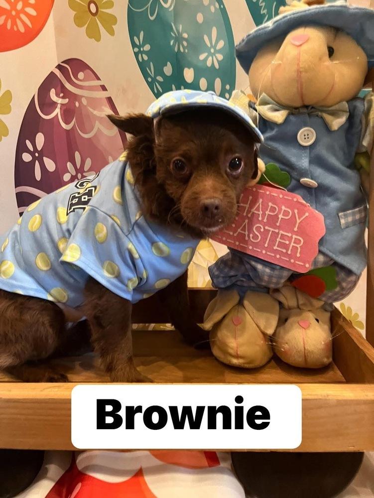 Brownie, Adoptable, Adult Male Pomeranian & Chihuahua.