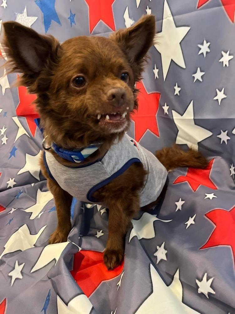 Brownie, a Adoptable mixed breed image 2/2