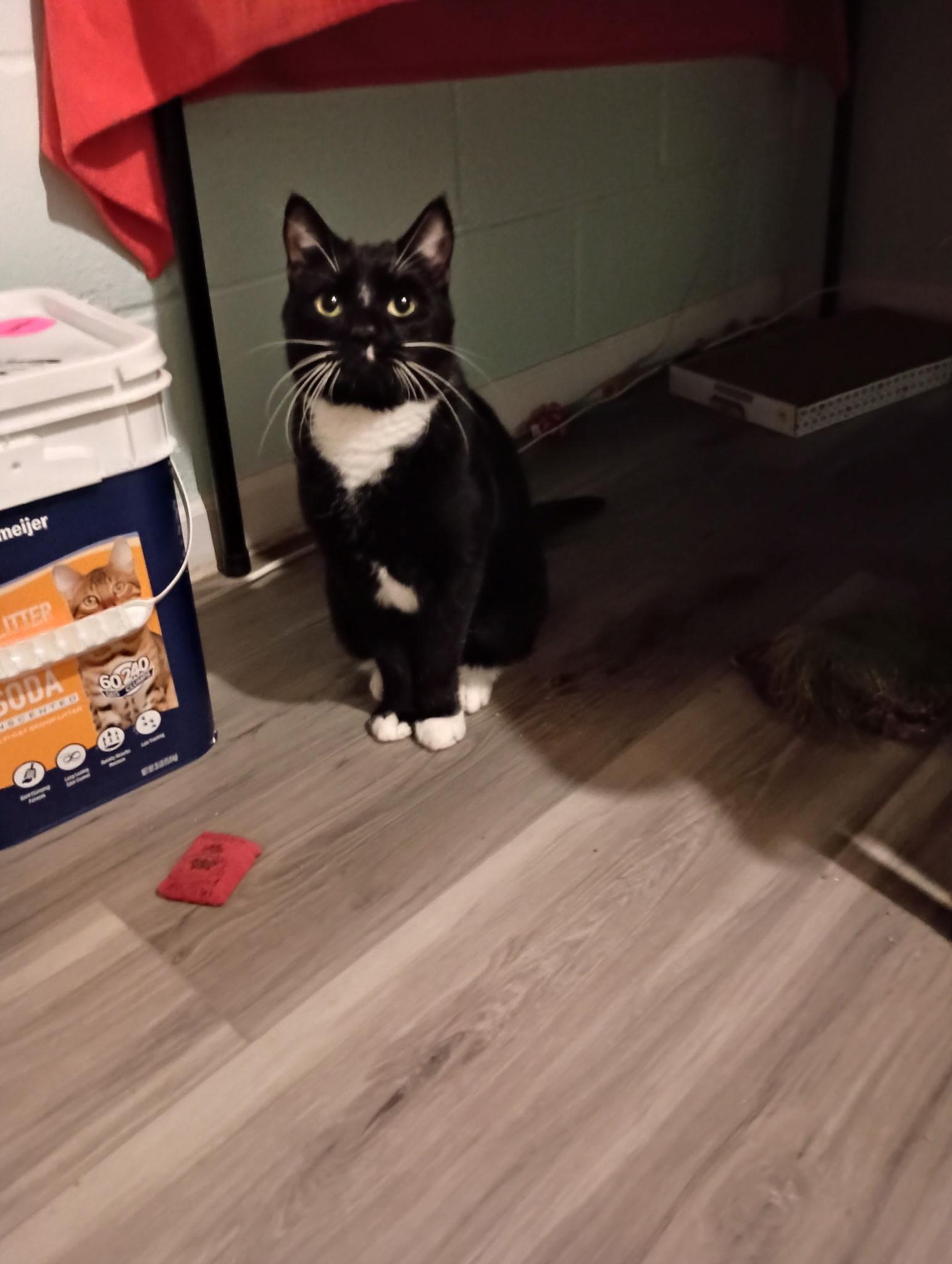 Enlarge Milo25, a ADOPTABLE Domestic Short Hair in Milwaukee, WI image 2/3