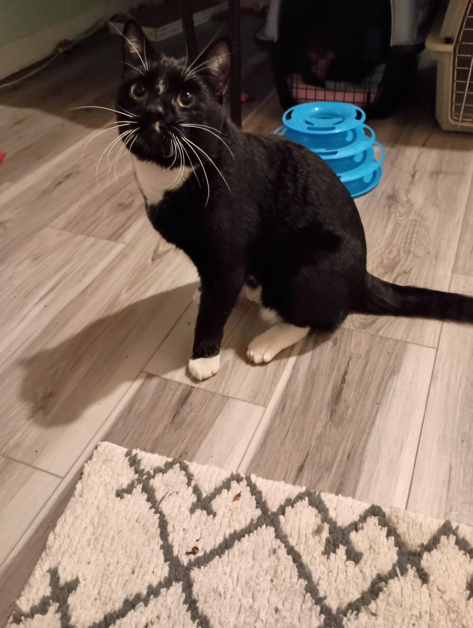 Enlarge Milo25, a ADOPTABLE Domestic Short Hair in Milwaukee, WI image 3/3