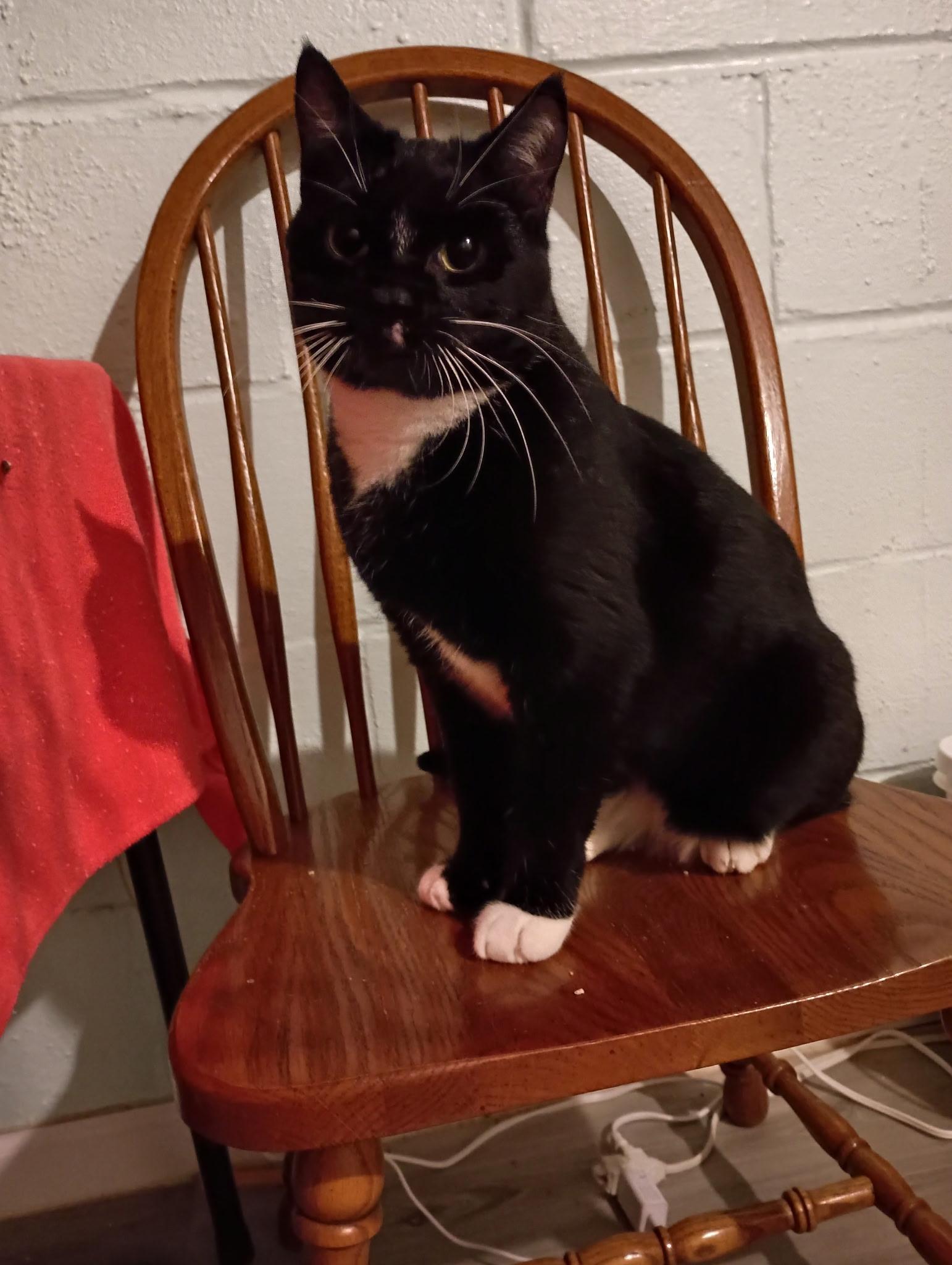 Milo25, ADOPTABLE, Adult Male Domestic Short Hair.