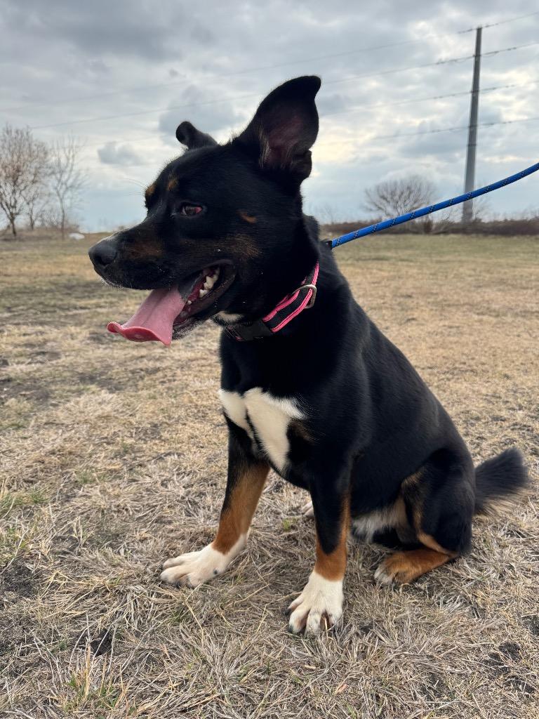 Enlarge Fudge, a Adoptable mixed breed in New Braunfels, TX image 1/6