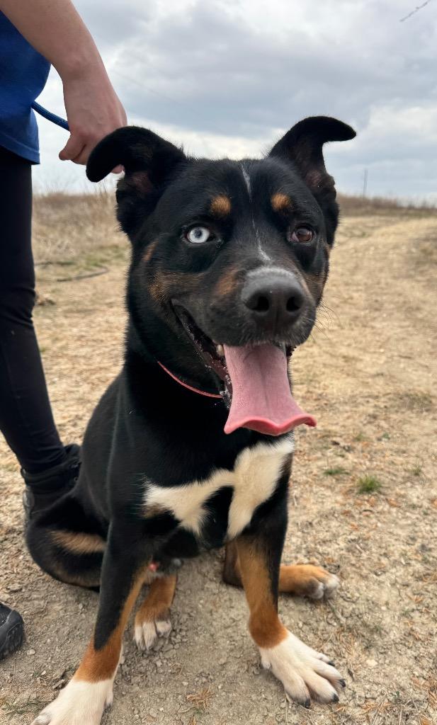 Enlarge Fudge, a Adoptable mixed breed in New Braunfels, TX image 2/6