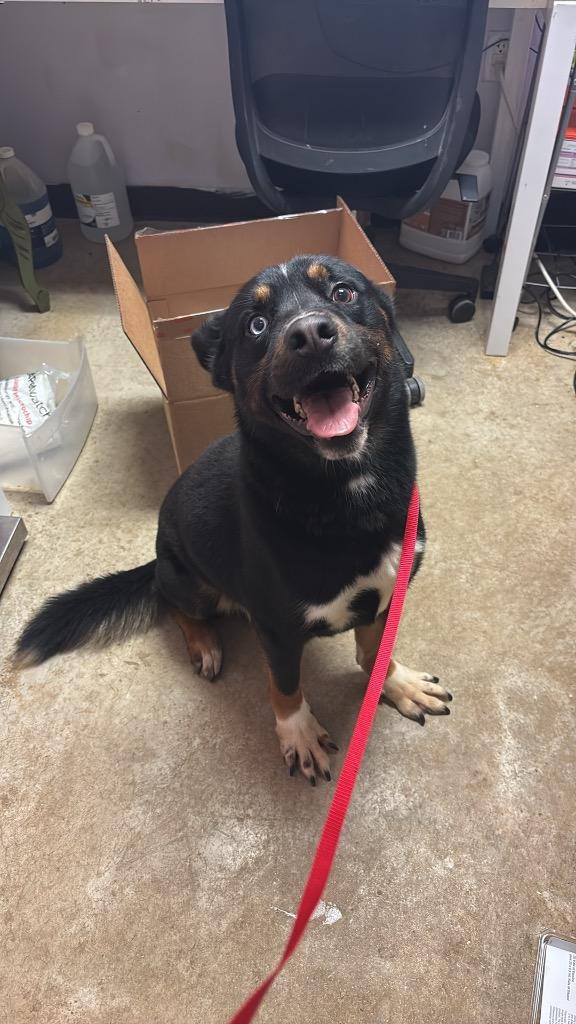 Enlarge Fudge, a Adoptable mixed breed in New Braunfels, TX image 3/6