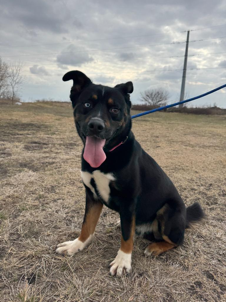 Enlarge Fudge, a Adoptable mixed breed in New Braunfels, TX image 4/6