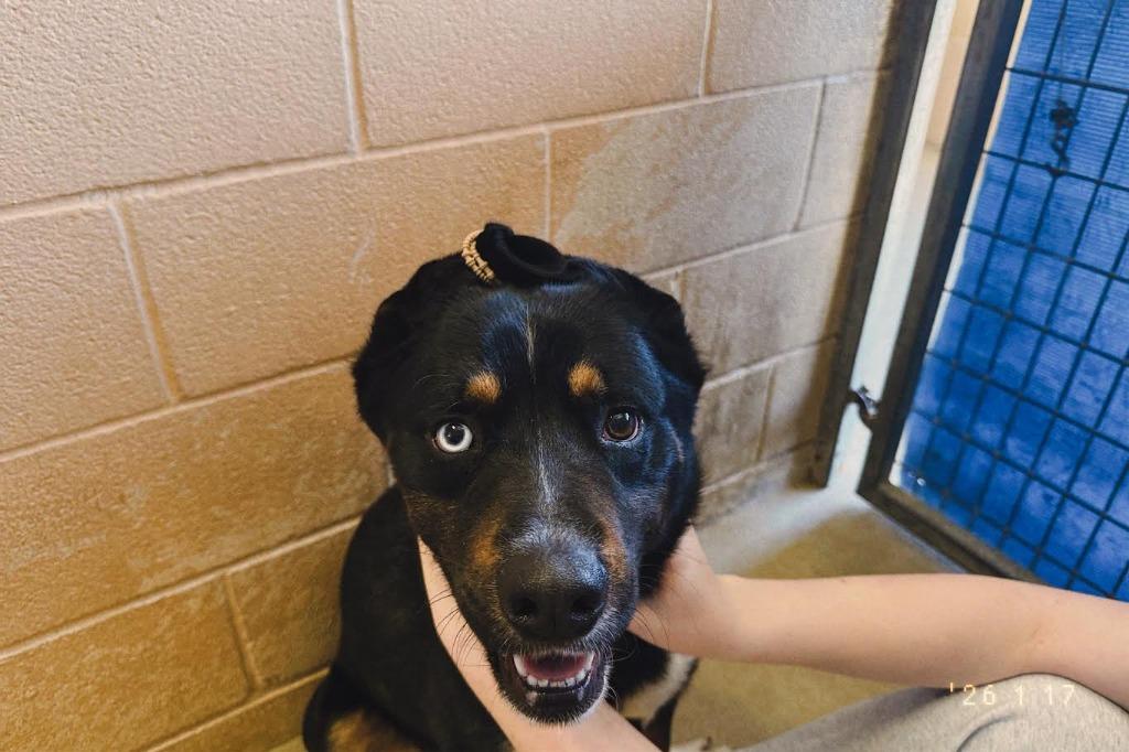 Enlarge Fudge, a Adoptable mixed breed in New Braunfels, TX image 5/6